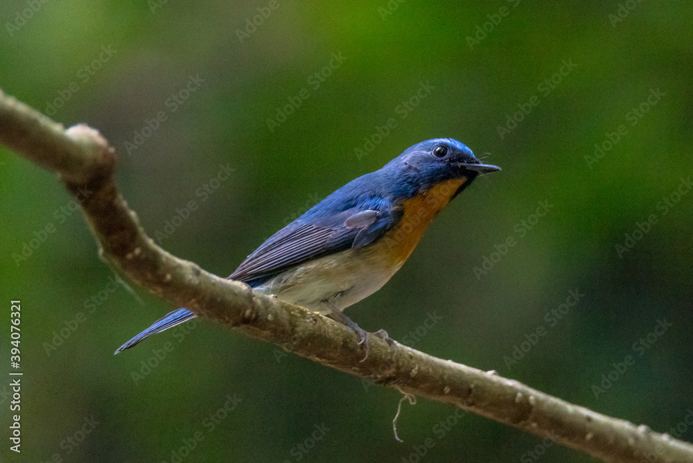 The Male of Tickell's blue flycatcher (Cyornis tickelliae) beautiful blue bird 