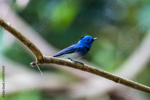 The black-naped monarch or black-naped blue flycatcher