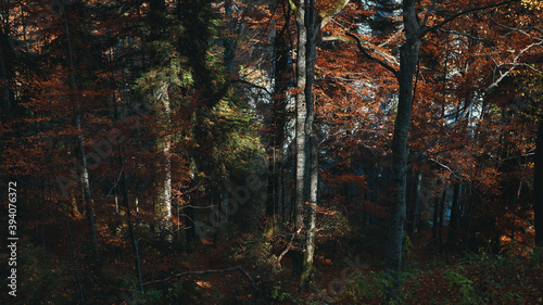 Autumn in the mountain forest.