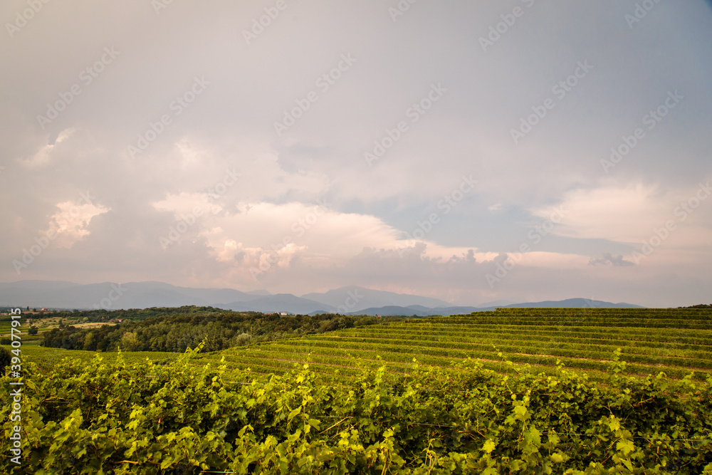 Storm over the vineyard