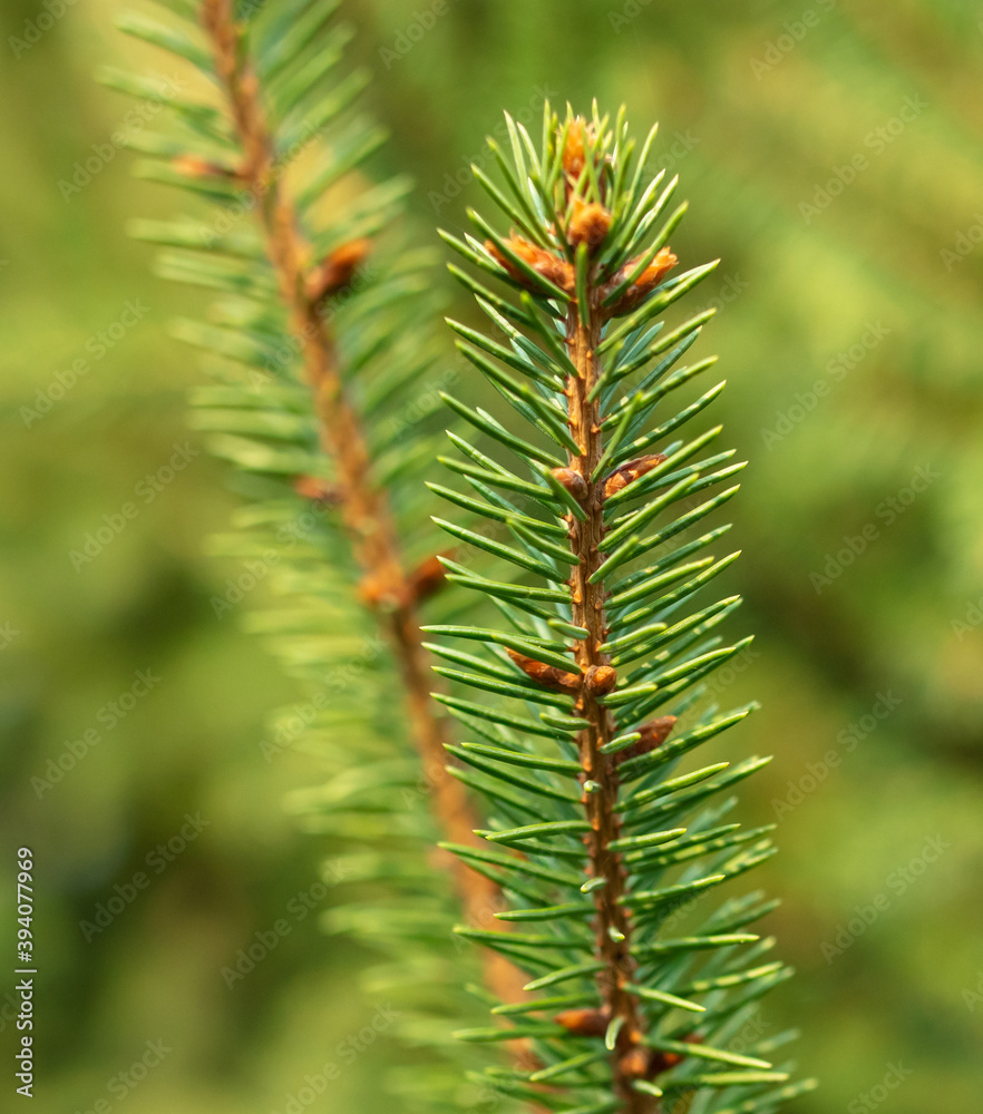 Green needles on the branches of a coniferous tree Green needles on the branches of a coniferous tree