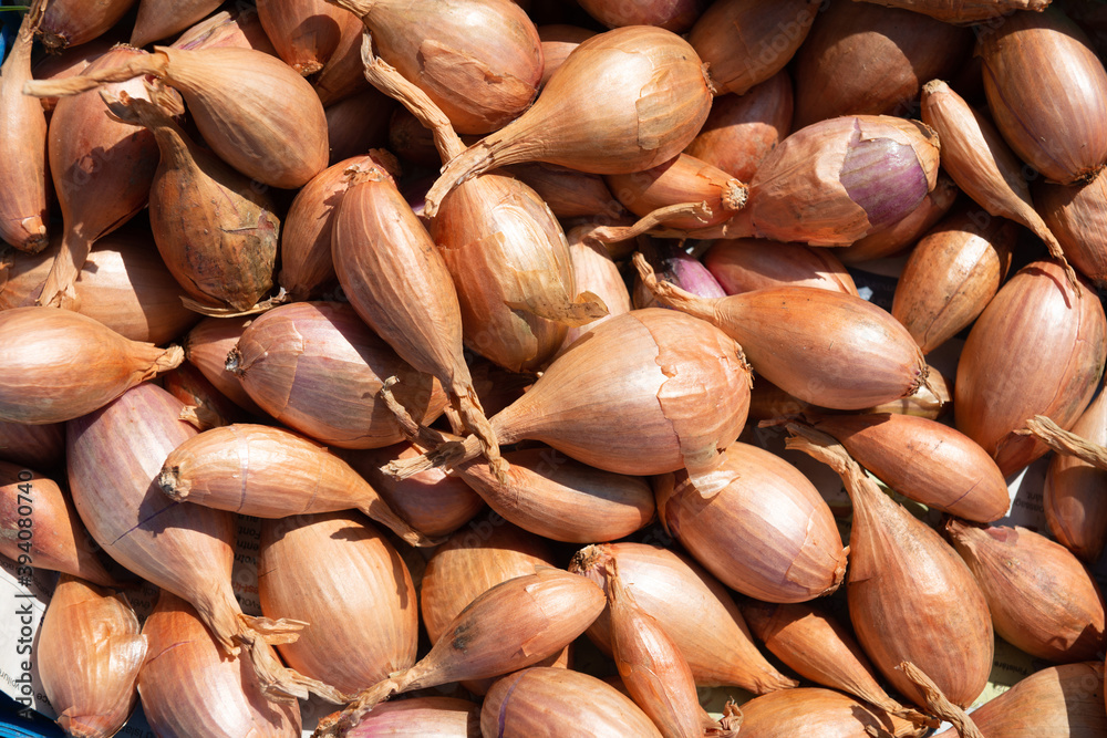Fresh raw bulbs shallot background texture dryed in the sun