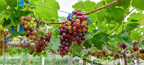 bunch of currants