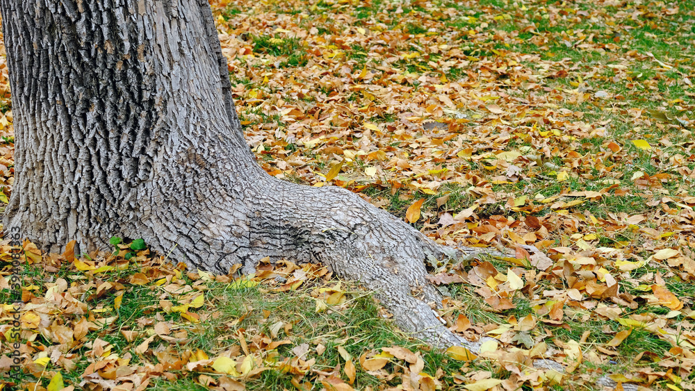 Fallen leaves of trees on the ground. Blurred defocused autumn background for web design Fallen leaves of trees on the ground. Blurred defocused autumn background for web design