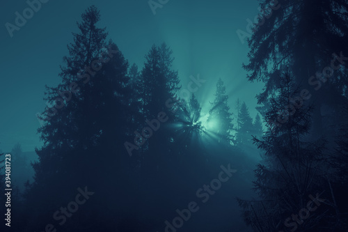 Moonlight rays through the fog and spruce trees of magic mystery night forest. Halloween backdrop.
