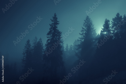 Moonlight through the spruce trees of magic mysterious foggy night forest. Halloween backdrop. © stone36