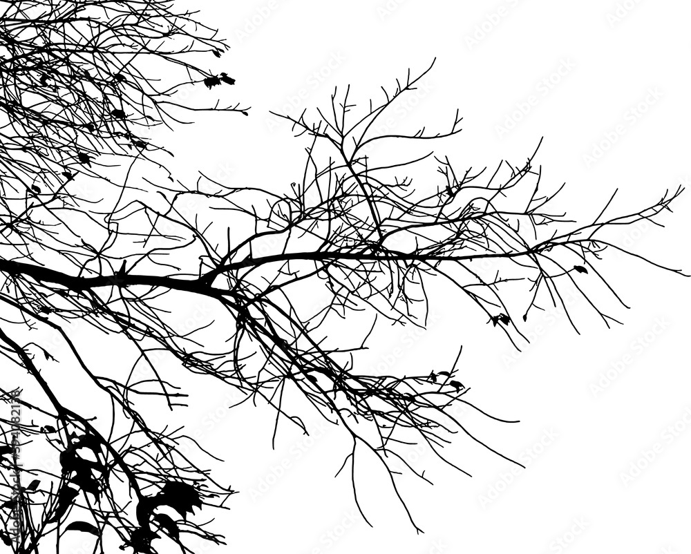 Natural tree branches silhouette on white background (Vector illustration). 