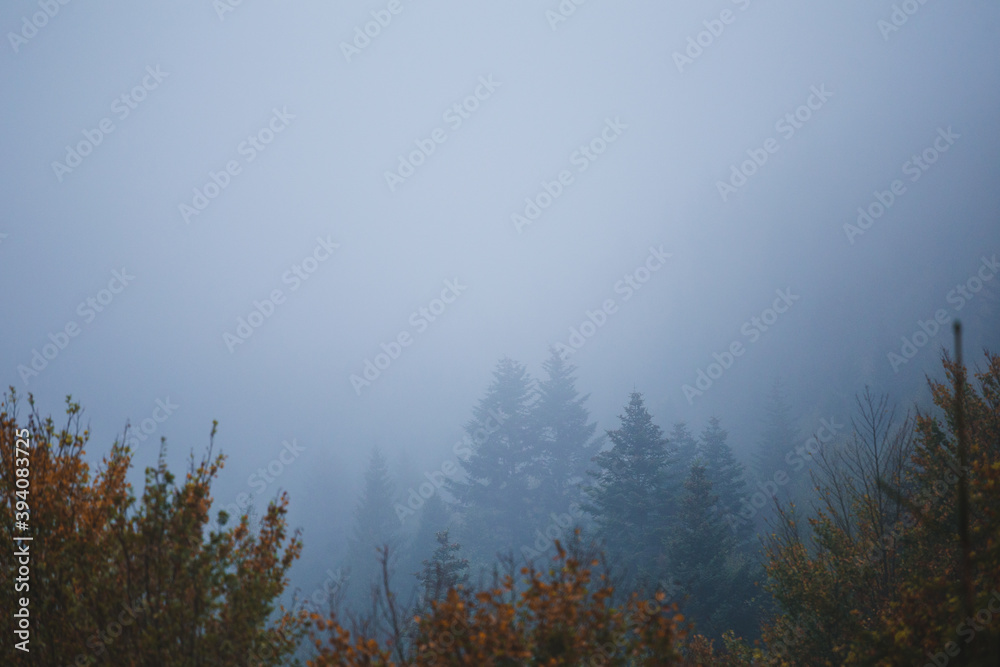 Mountain forest during the autumn rain