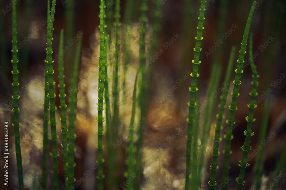 Horsetail plant, non-blooming. Closeup, blurred background.
Horsetail plant, non-blooming. Closeup, blurred background.
