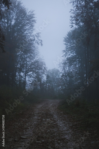 Mountain forest during the autumn rain