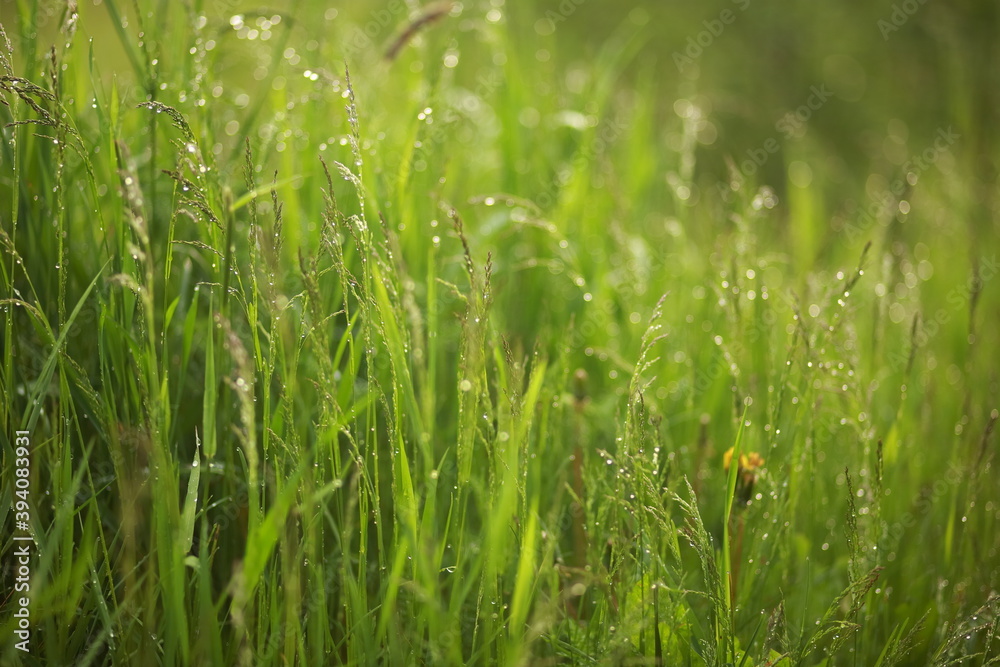 Meadow grass and weeds, dew and raindrops sparkling in the sun. Close-up, blurred background Meadow grass and weeds, dew and raindrops sparkling in the sun. Close-up, blurred background