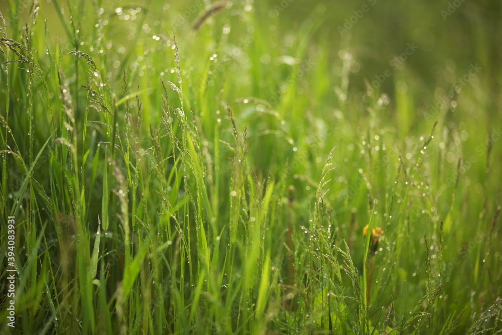 Meadow grass and weeds, dew and raindrops sparkling in the sun. Close-up, blurred background