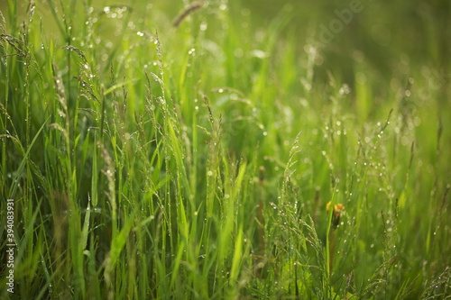 Meadow grass and weeds, dew and raindrops sparkling in the sun. Close-up, blurred background