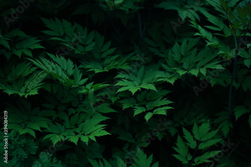 Close-up of bushes  dark green foliage. 