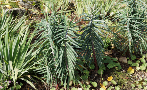 (Euphorbia lathyris) Kreuzblättrige Wolfsmilch oder Wühlmaus-Schreck, Zierstrauch im erste Lebensjahr photo