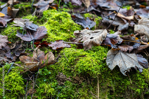 Autum foliage background from alpine woods