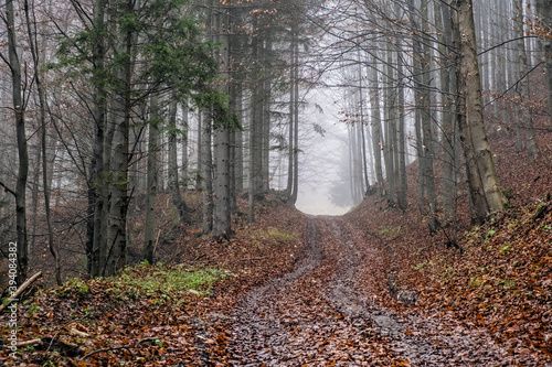 Autumn scene in forest, Little Fatra, Slovakia