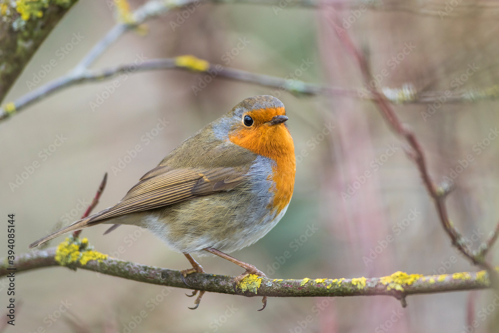 Rotkehlchen (Erithacus rubecula) Rotkehlchen (Erithacus rubecula)