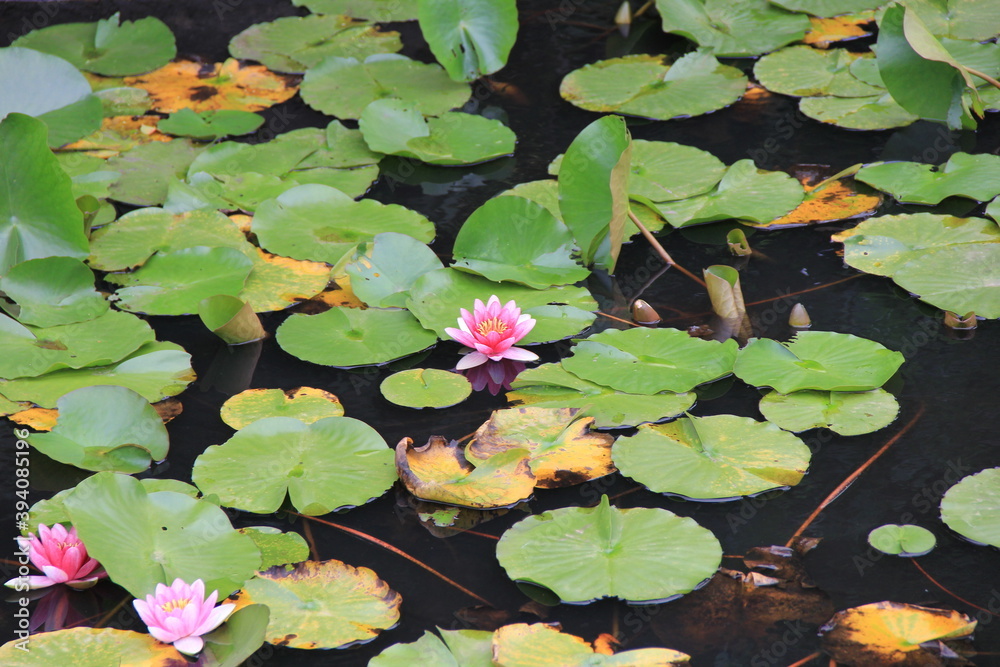 ピンク色のスイレン(睡蓮)の花