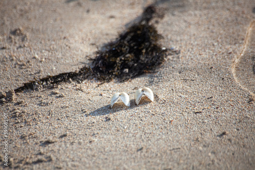 shells on the beach