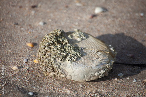 shell on the beach sheep island treasure