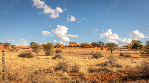 A tower of giraffes ( Giraffa Camelopardalis) walking in the savanna, Kalahari desert, Namibia.