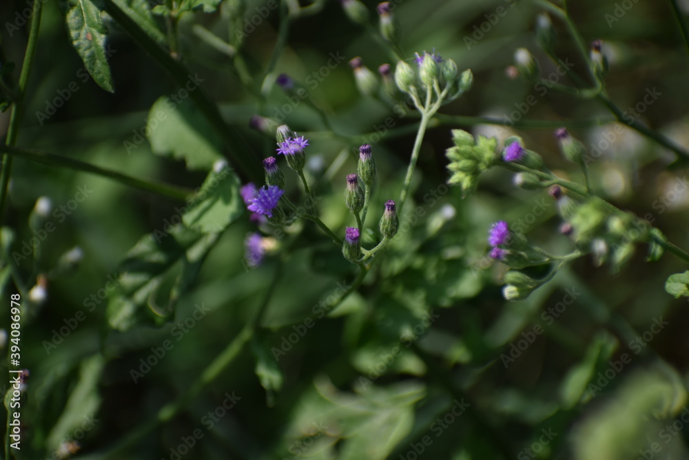 Lilac Tasselflower or Emilia Sonchifolia Flower and Plant also known as one of the Flowers in Dasa Pushapam in India Lilac Tasselflower or Emilia Sonchifolia Flower and Plant also known as one of the Flowers in Dasa Pushapam in India