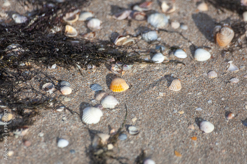 shell on the sand