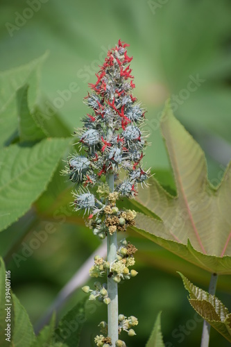 The Castor Bean plant is native to Africa and Asia, but this species is now found across the globe in tropical and sub tropical areas. It belongs to the Spurge family.