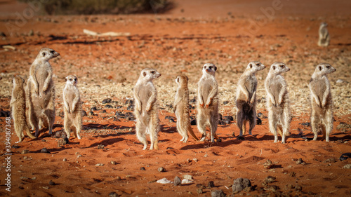 Fotografi A family of meerkats (Suricata suricatta) looking for danger, Kalahari desert, N