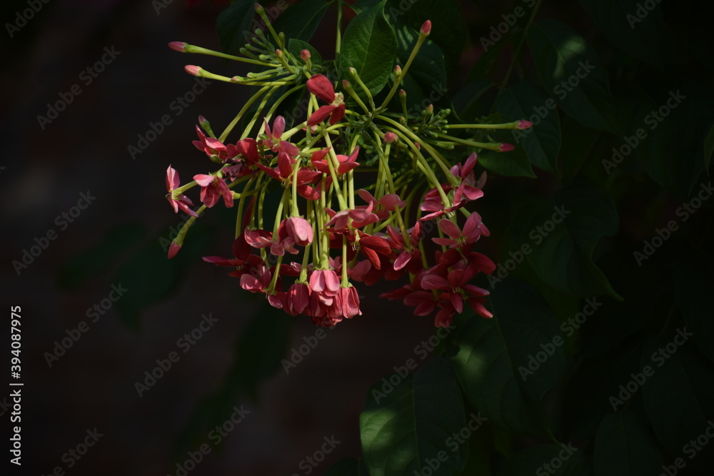 Obraz premium Rangoon creeper or chinese honeysuckle creeper flowers