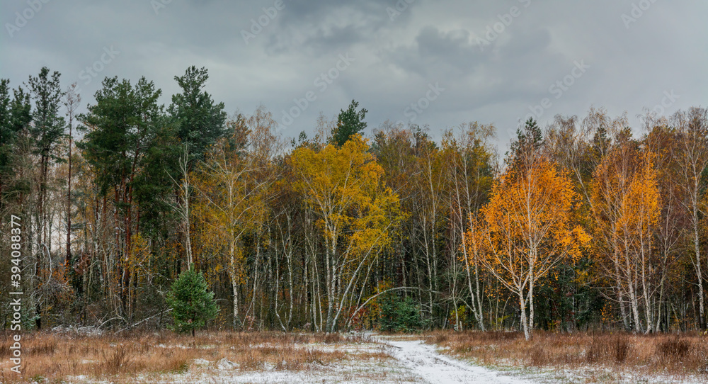 The first snow fell. The leaves did not have time to fall. Autumn colors under the snow. Forest. The first snow fell. The leaves did not have time to fall. Autumn colors under the snow. Forest.