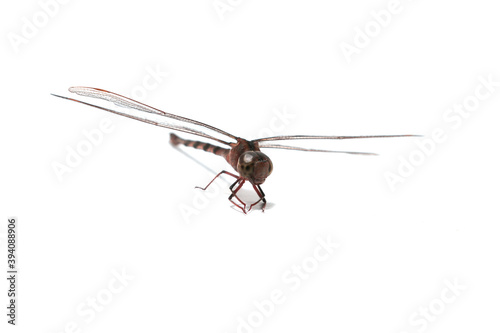 Clubtail Dragonfly on a white background - Scientific name: Ictinogomphus decoratus - is a small insectivorous predator.