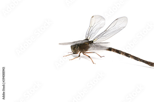 Clubtail Dragonfly on a white background - Scientific name: Ictinogomphus decoratus - is a small insectivorous predator. © rong14