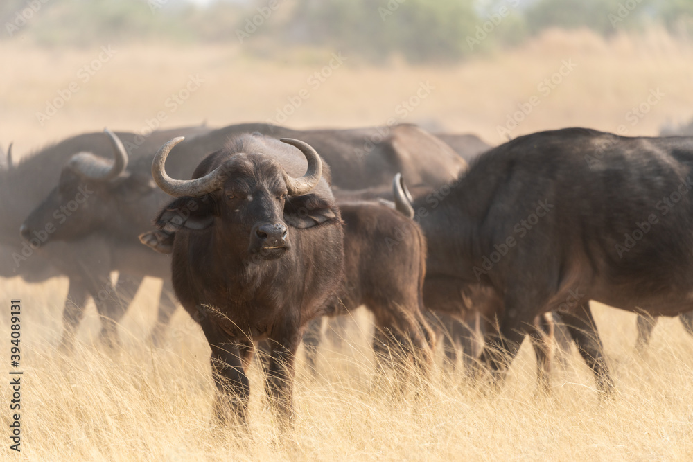 Obraz premium Dust in the Wind