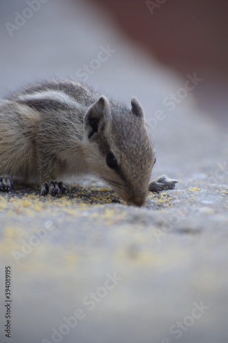 Indian palm squirrel or three-striped palm squirrel (Funambulus palmarum) -is a species of rodent in the family Sciuridae found naturally in India (south of the Vindhyas) and Sri Lanka.