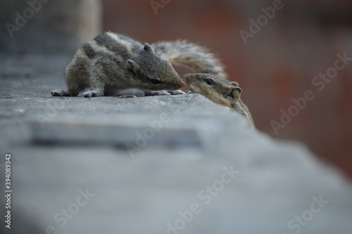Indian palm squirrel or three-striped palm squirrel (Funambulus palmarum) -is a species of rodent in the family Sciuridae found naturally in India (south of the Vindhyas) and Sri Lanka.