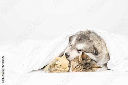Malamute puppy lies in an embrace with a cat under a white blanket at home on the b