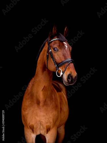 Portrait of bay horse isolated on black