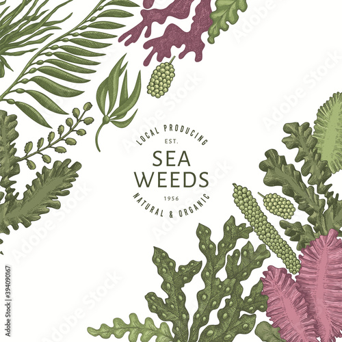 Seaweed color design template. Hand drawn vector seaweeds illustration. Engraved style sea food banner. Retro sea plants background
