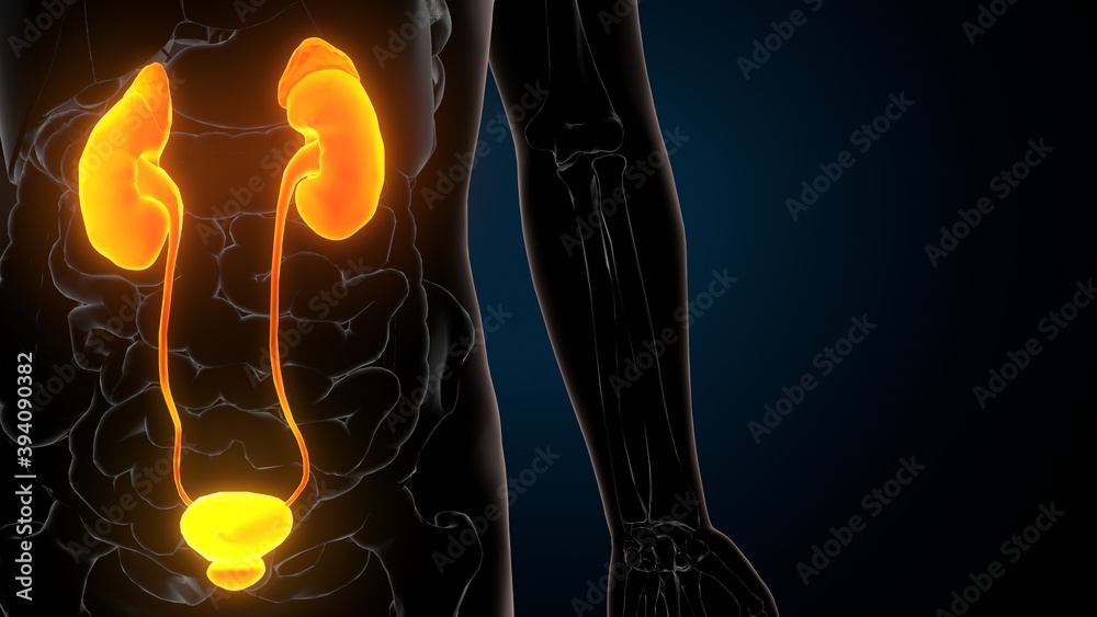 Αυτοκόλλητο 3d illustration of human urinary system kidneys with bladder anatomy