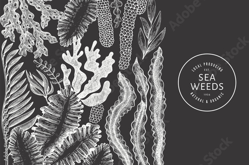 Seaweed design template. Hand drawn vector seaweeds illustration on chalk board. Engraved style sea food banner. Vintage sea plants background