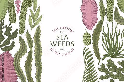 Seaweed color design template. Hand drawn vector seaweeds illustration. Engraved style sea food banner. Retro sea plants background