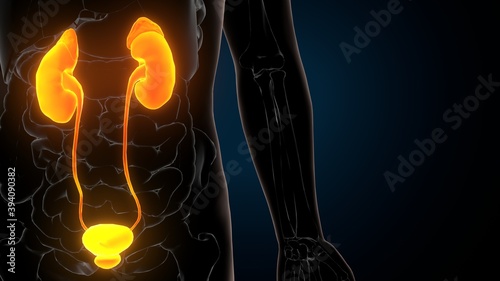 3d illustration of human urinary system kidneys with bladder anatomy