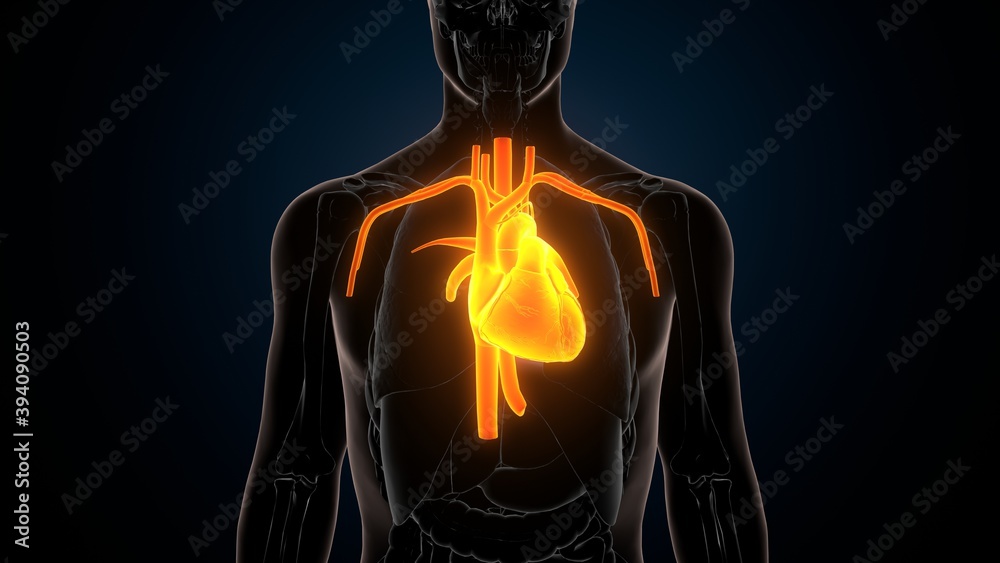 3d illustration of human body organ heart anatomy 3d illustration of human body organ heart anatomy