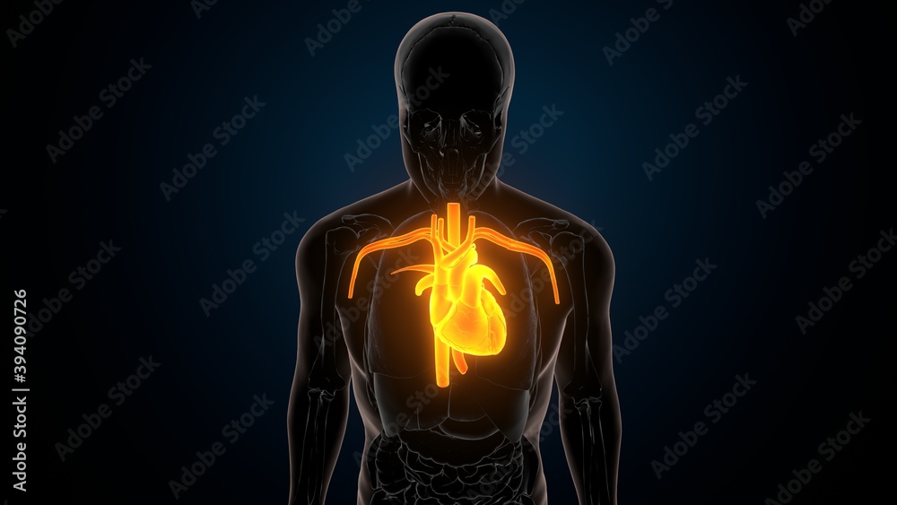 © PIC4U - 3d illustration of human body organ heart anatomy © PIC4U - 3d illustration of human body organ heart anatomy