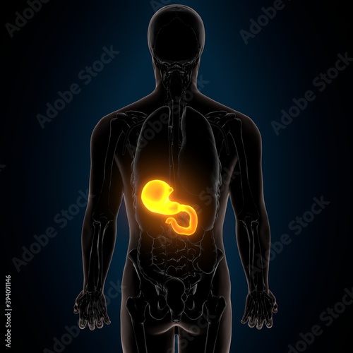 3d illustration of stomach anatomy human digestive system