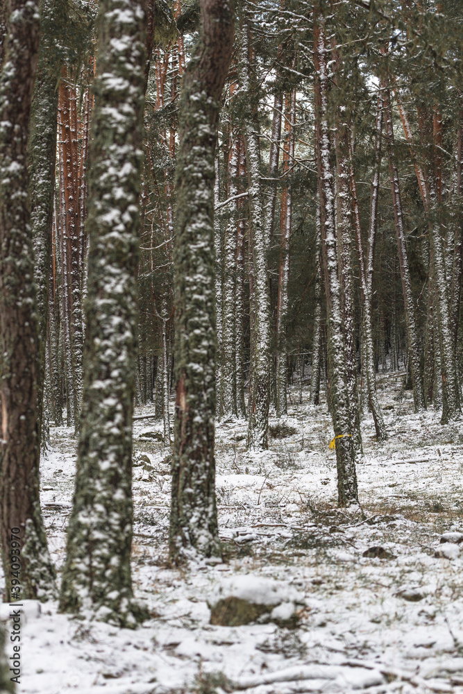 Naklejka premium Snowy pinewood with detail of trees