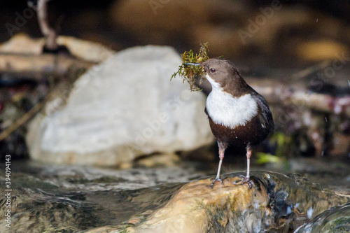 Wasseramsel (Cinclus cinclus) mit Nistmaterial photo