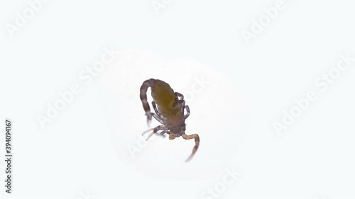 Newborn scorpion Lychas tricarinatus, family Buthidae, Distributed in India. Still soft exoskeleton and poorly developed chelicera and sting (Aculeus) photo